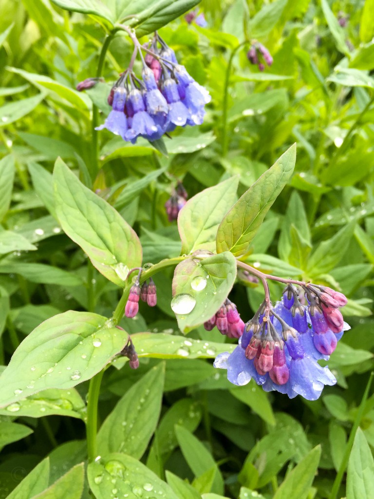 Bluebells