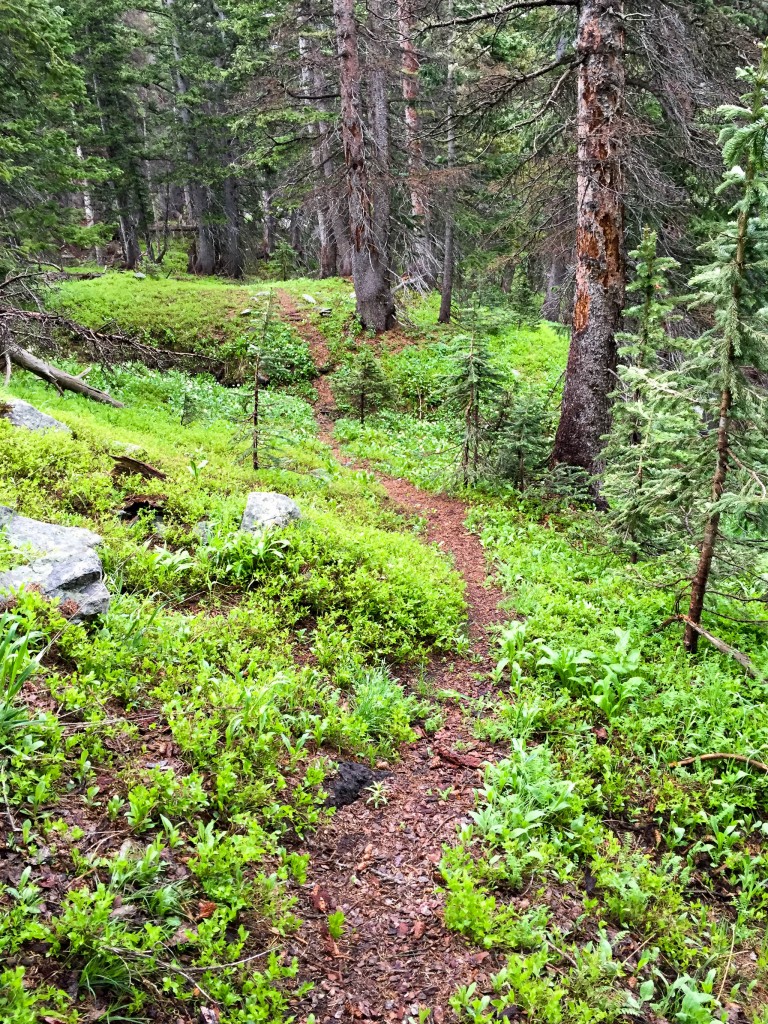 Trail through the forest above camp