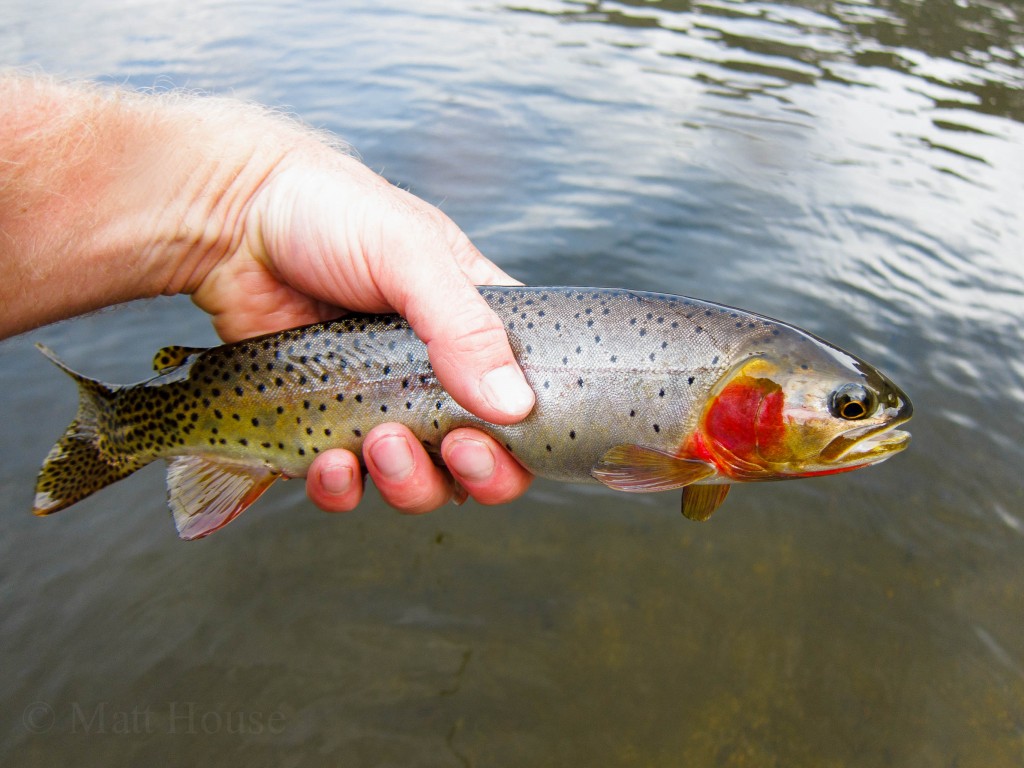 Native Cutthroat Trout