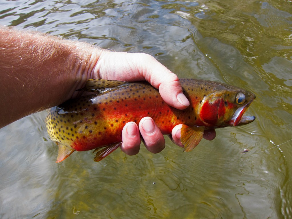 A colorful Cutthroat