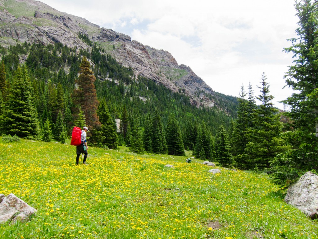 Eric hiking through wildflowers