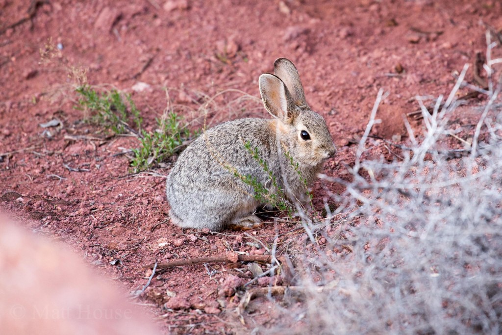 Desert Cottontail
