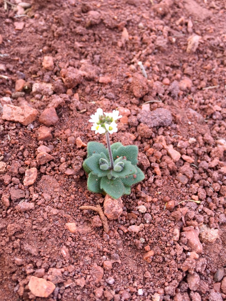 Desert flowers